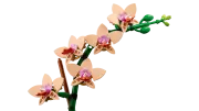 Image : LEGO 10343 L'orchidée miniature Botanicals