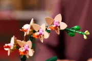 Image : LEGO 10343 L'orchidée miniature Botanicals