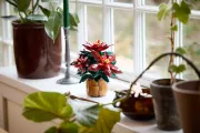 Image : LEGO 10370 L'étoile de Noël The Botanical Collection