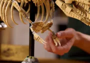 Image : LEGO 76968 Les fossiles de dinosaures: le Tyrannosaurus rex Jurassic World