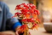 Image : LEGO 10348 Bonsaï d'érable rouge du Japon The Botanical Collection
