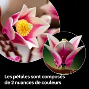 Image : LEGO 11510 Branches de magnolia - Botanicals