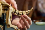 Image : LEGO 77985 Les fossiles de dinosaure: le tricératops - Jurassic World