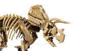 Image : LEGO 77985 Les fossiles de dinosaure: le tricératops - Jurassic World